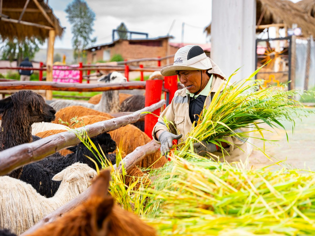 A man standing next to a herd of cattle