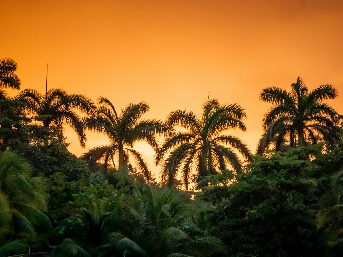 A sunset with palm trees and a boat in the water