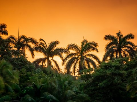 A sunset with palm trees and a boat in the water