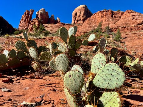 Prickly pear cacti in a desert landscape with red rocks