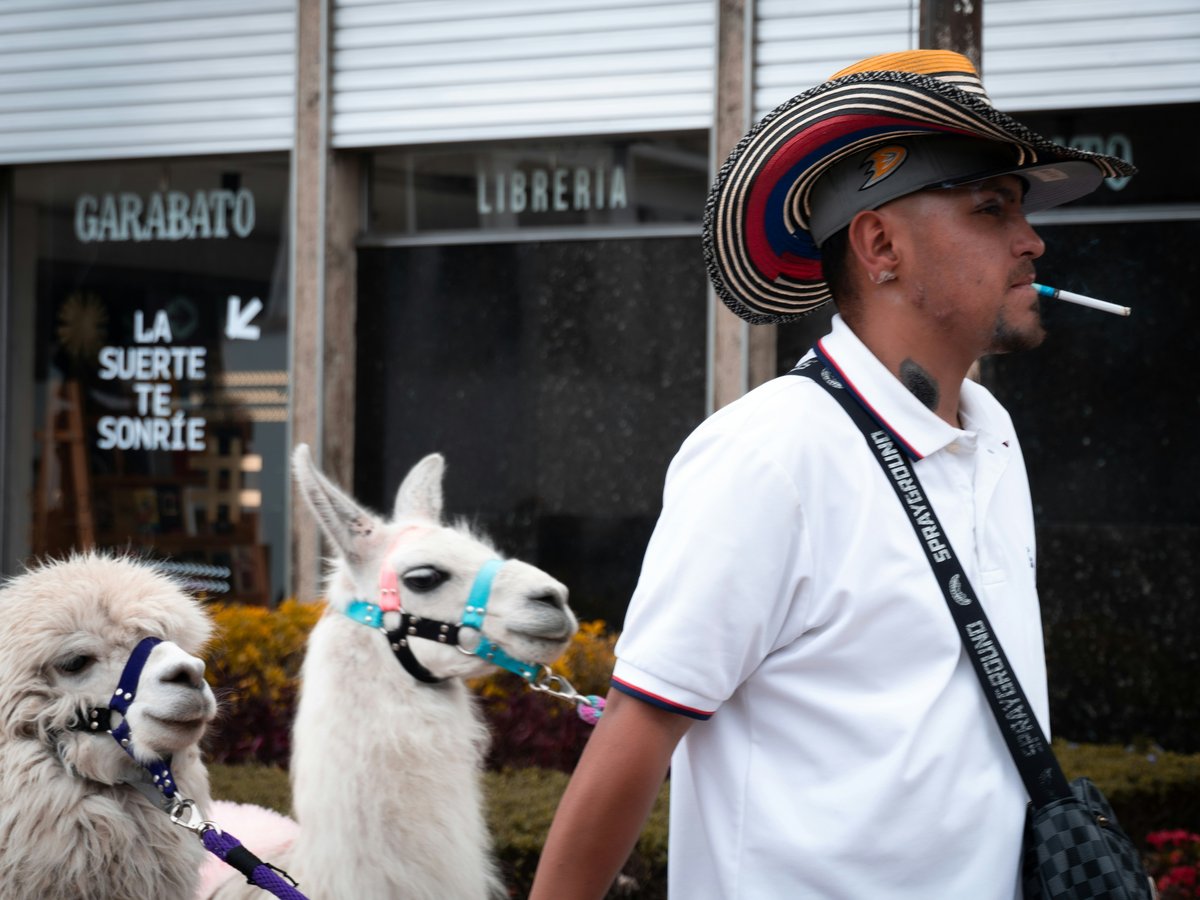 Man with two llamas walking down street