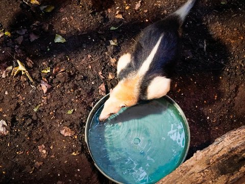 a black and white striped animal drinking water from a bowl