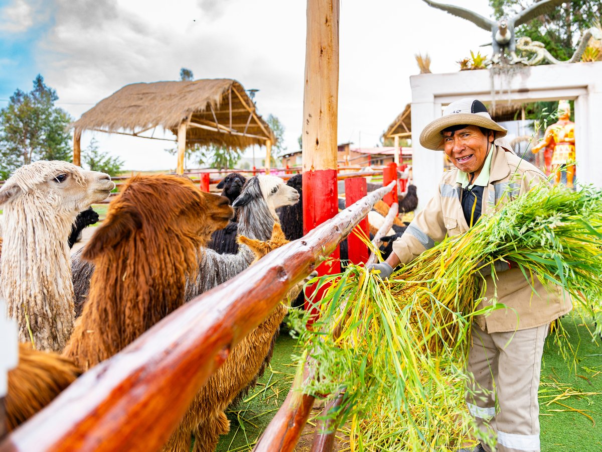A man standing next to a herd of cattle