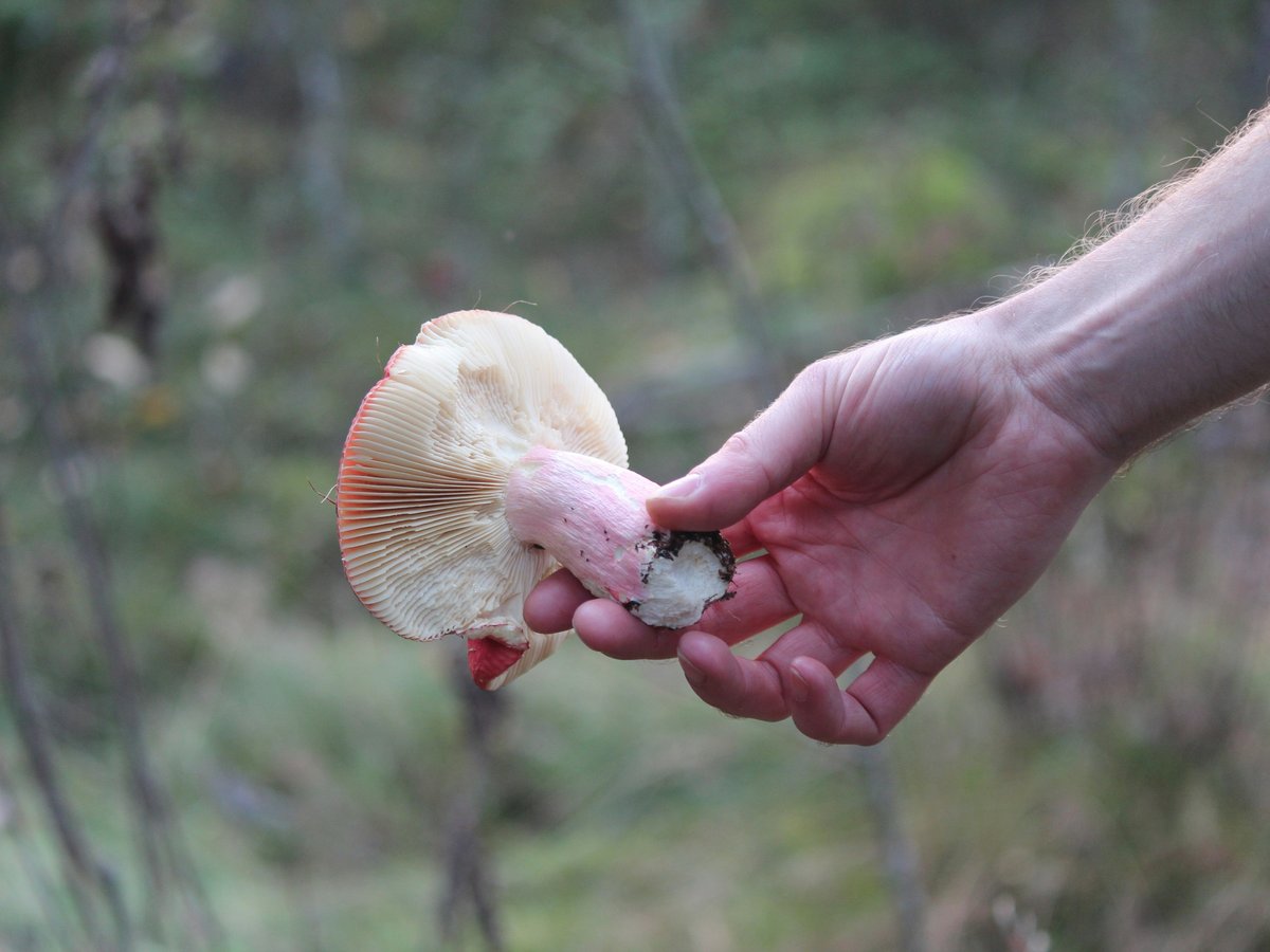 a person holding a mushroom in their hand