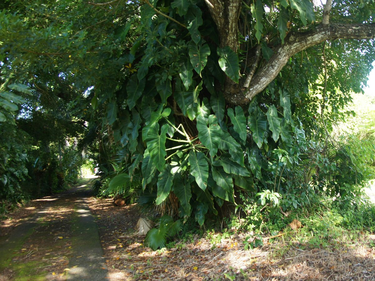 Large green leaves growing on a tree trunk