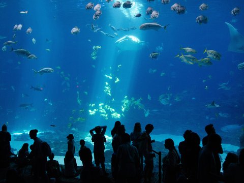 people watching a fish in a fish tank