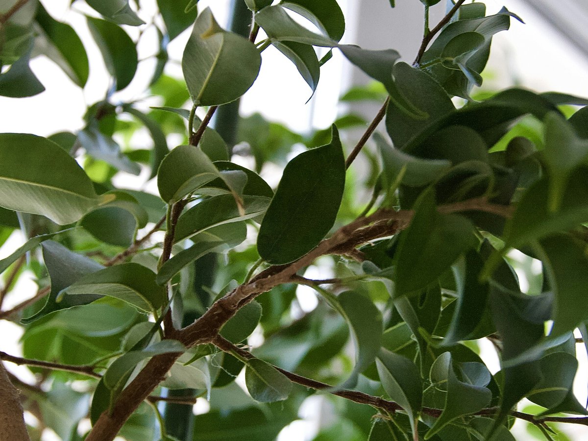 green leaves plant during daytime