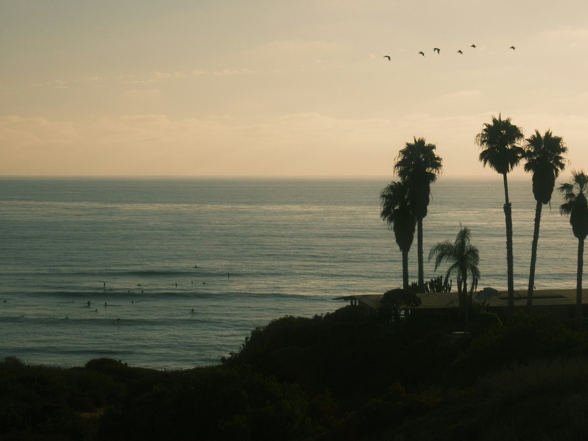 Palm trees silhouette against ocean sunset with birds flying