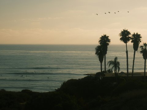 Palm trees silhouette against ocean sunset with birds flying