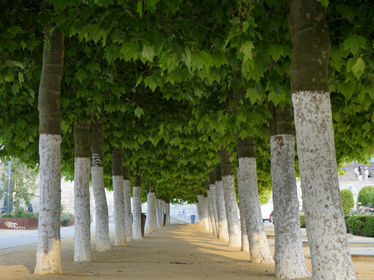 a row of trees that are next to each other