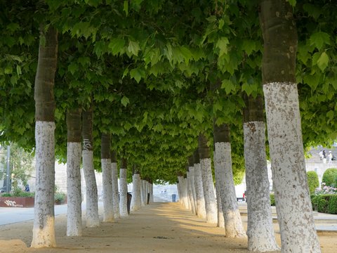 a row of trees that are next to each other