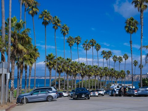Palm trees line a street with parked cars