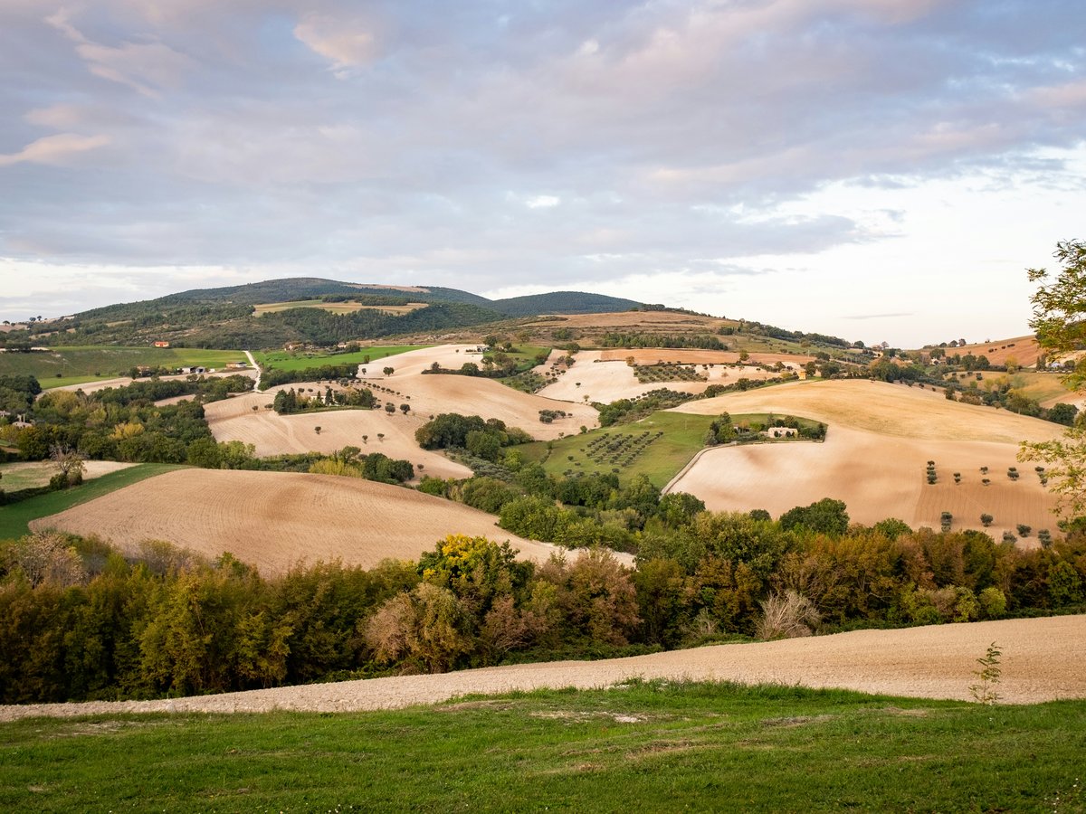 a landscape with trees and grass
