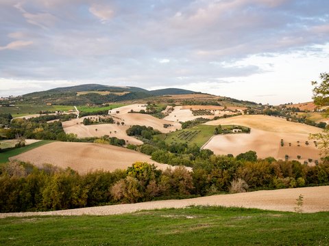 a landscape with trees and grass