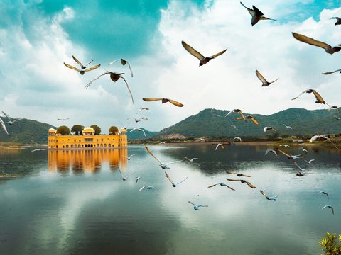 birds flying over the lake during daytime