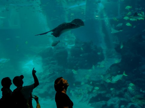woman in black long sleeve shirt standing in front of aquarium with fish