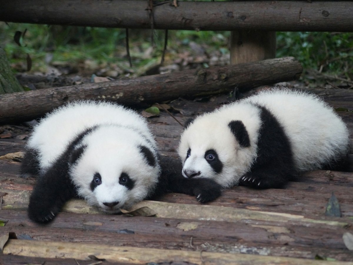 two white-and-black Pandas lying on floor during daytime