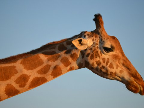 a giraffe with its head down