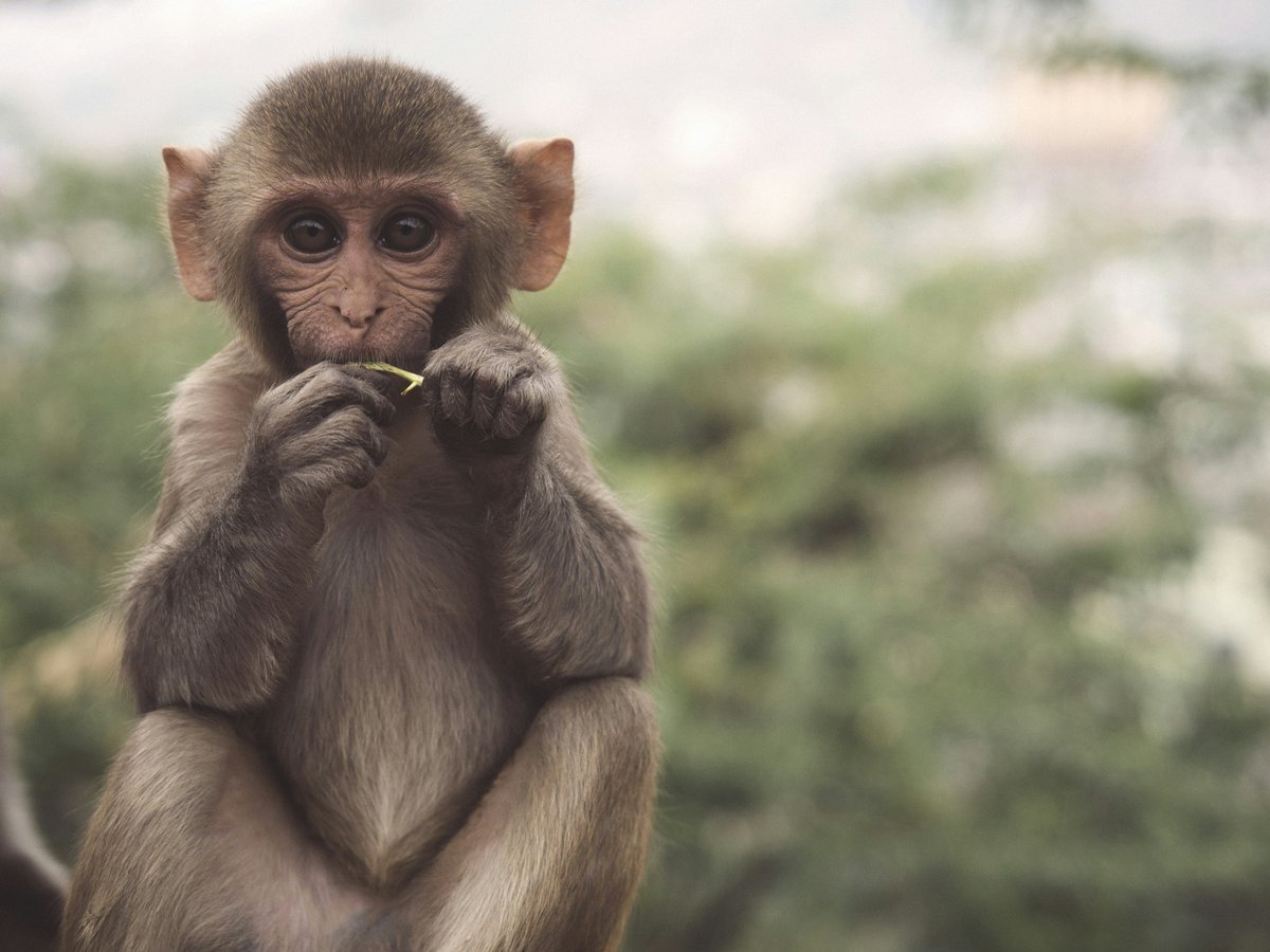 selective photo of brown and white primate