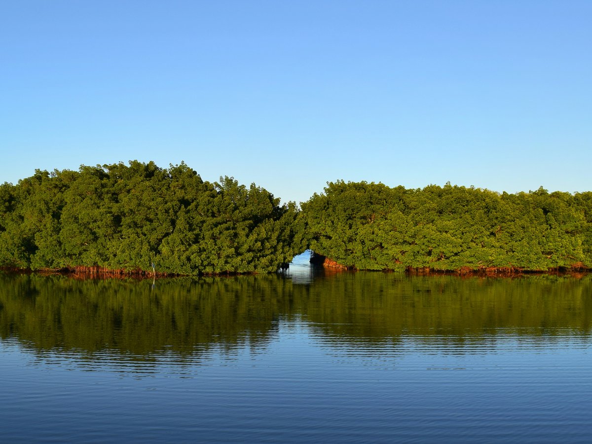 a body of water surrounded by lots of trees