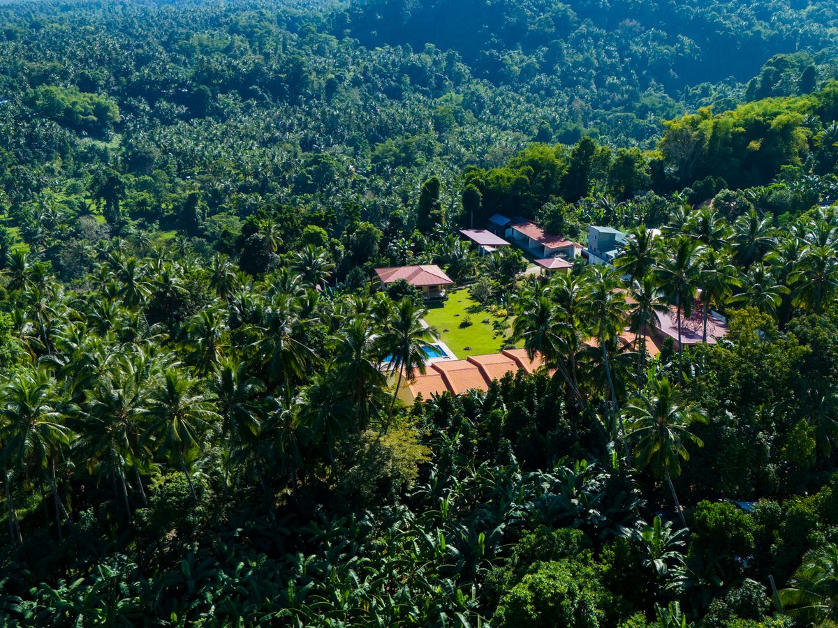 a lush green forest filled with lots of trees
