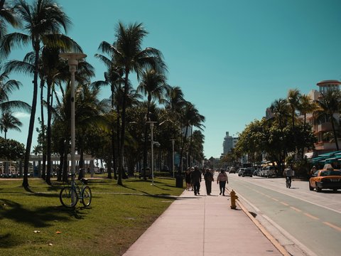 Palm trees line a sunny street on a bright day.