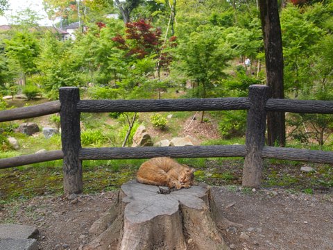 a cat sleeping on top of a tree stump