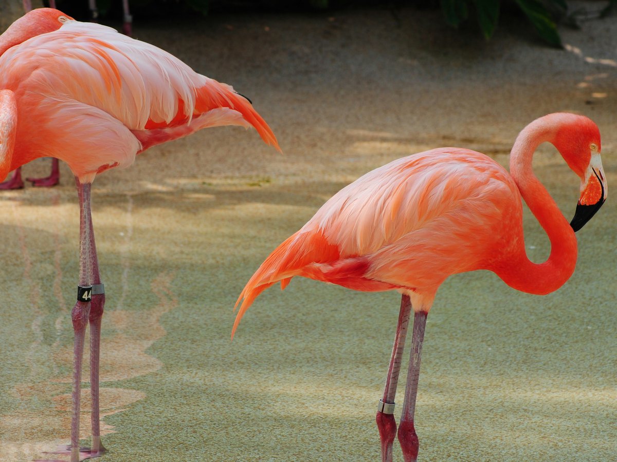two pink flamingos standing next to each other