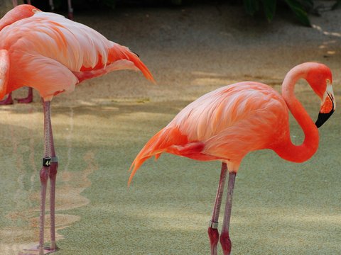 two pink flamingos standing next to each other