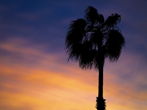 silhouette of palm tree during sunset