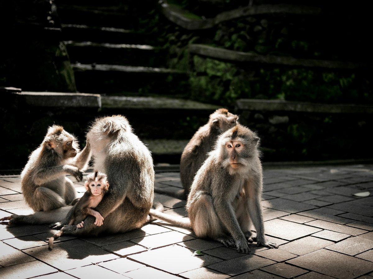 a group of monkeys sitting on top of a brick floor