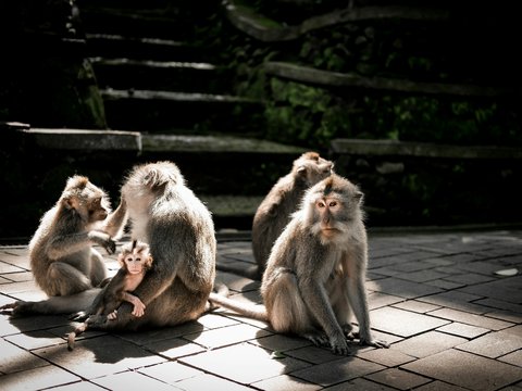 a group of monkeys sitting on top of a brick floor