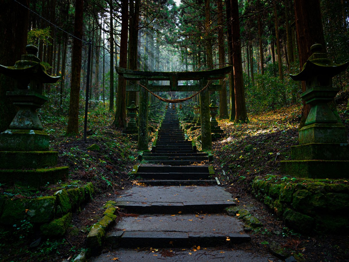 brown wooden bridge in the woods