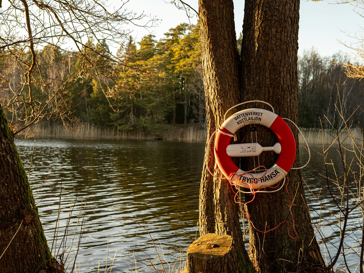 A life preserver hangs on a tree near the water.