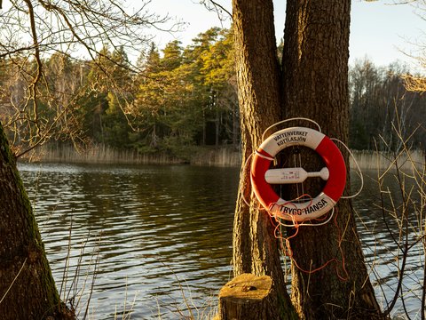 A life preserver hangs on a tree near the water.