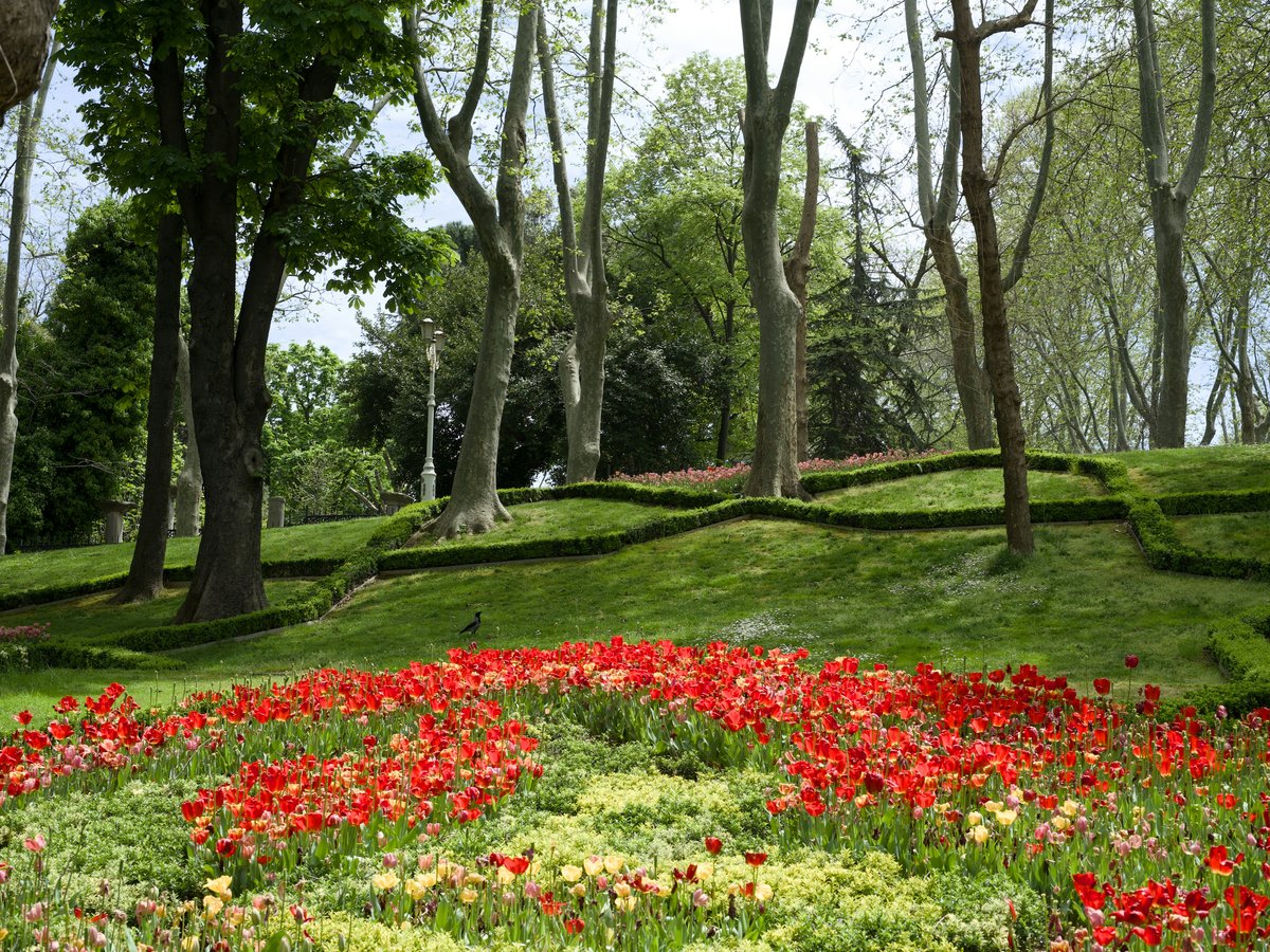 Red tulips bloom in a green park with tall trees.