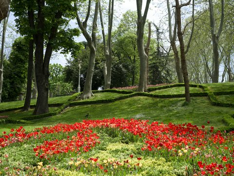 Red tulips bloom in a green park with tall trees.