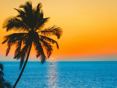silhouette of palm tree near body of water during sunset