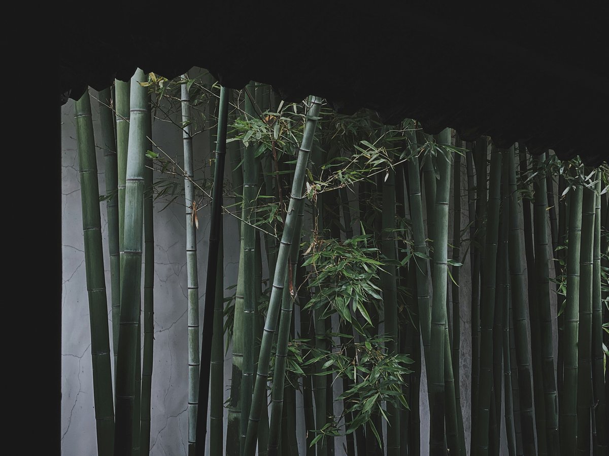 green bamboo tree during daytime