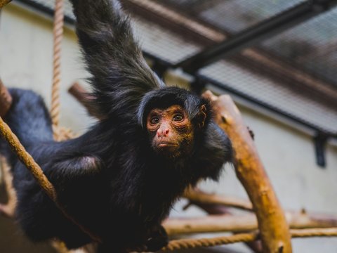 selective focus of climbing monkey