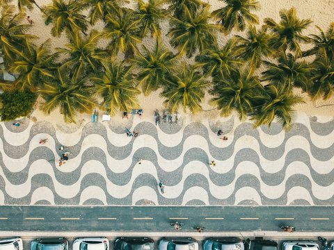 a group of palm trees