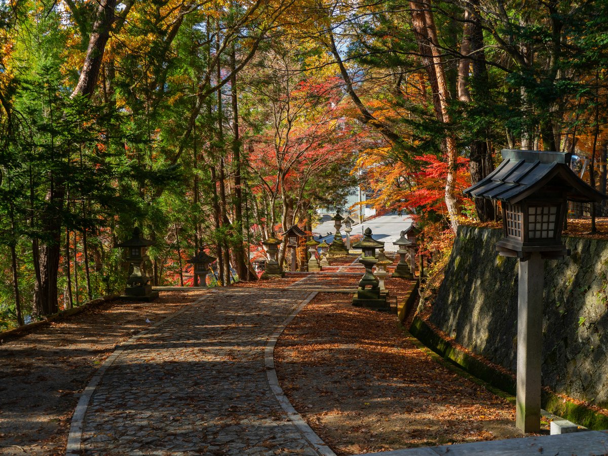 gray concrete road between trees during daytime