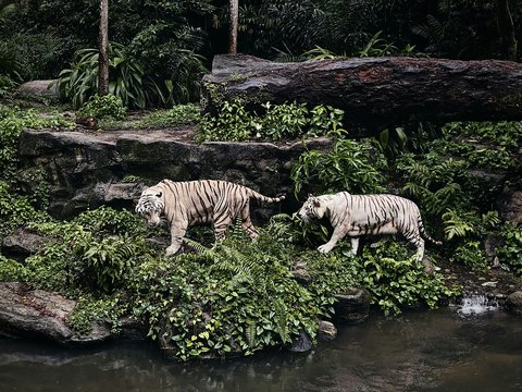 white and black tiger on water