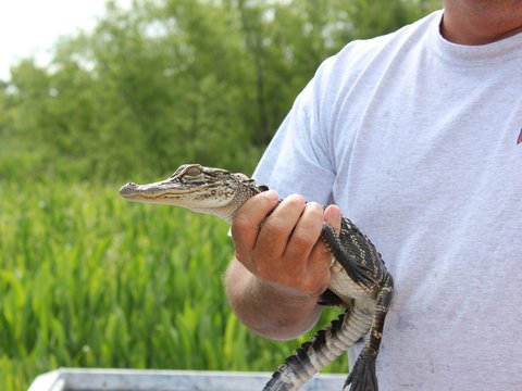 person in white shirt holding brown crocodile