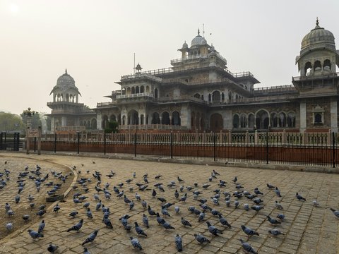 a flock of birds standing in front of a building