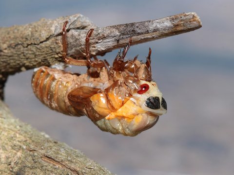 a close up of a bug on a tree branch
