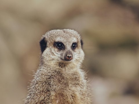 shallow focus photo of meerkat