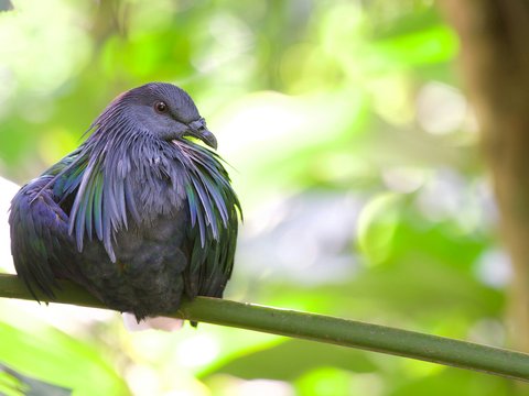 A bird sitting on a branch in a forest