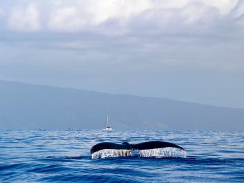 whale's tail over sea