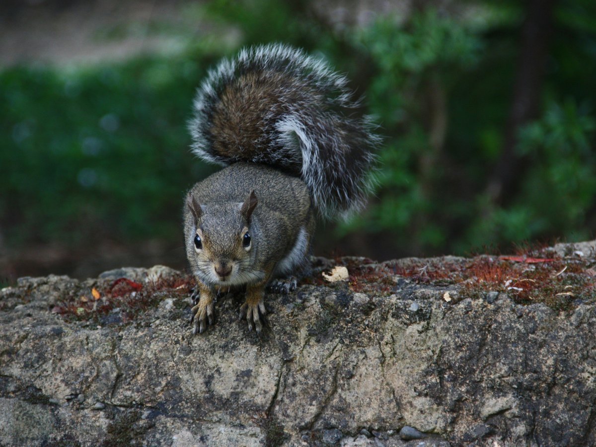brown squirrel on brown rock
